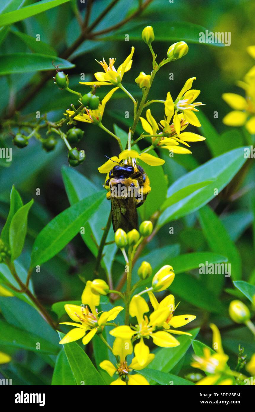 Abeilles pollinisant Thryallis Bloom Banque D'Images