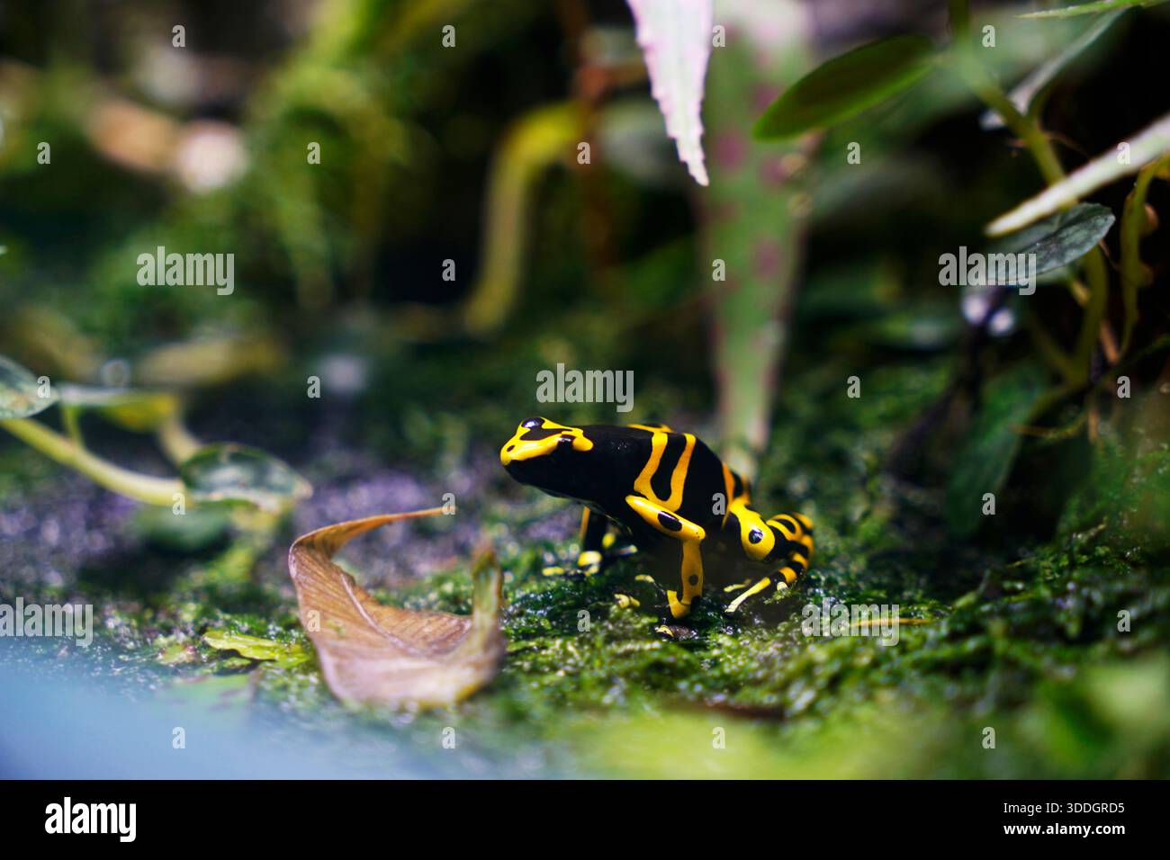 Grenouille à fléchettes empoisonnées à bandes jaunes assise dans un coin de mousse humide de la forêt Banque D'Images