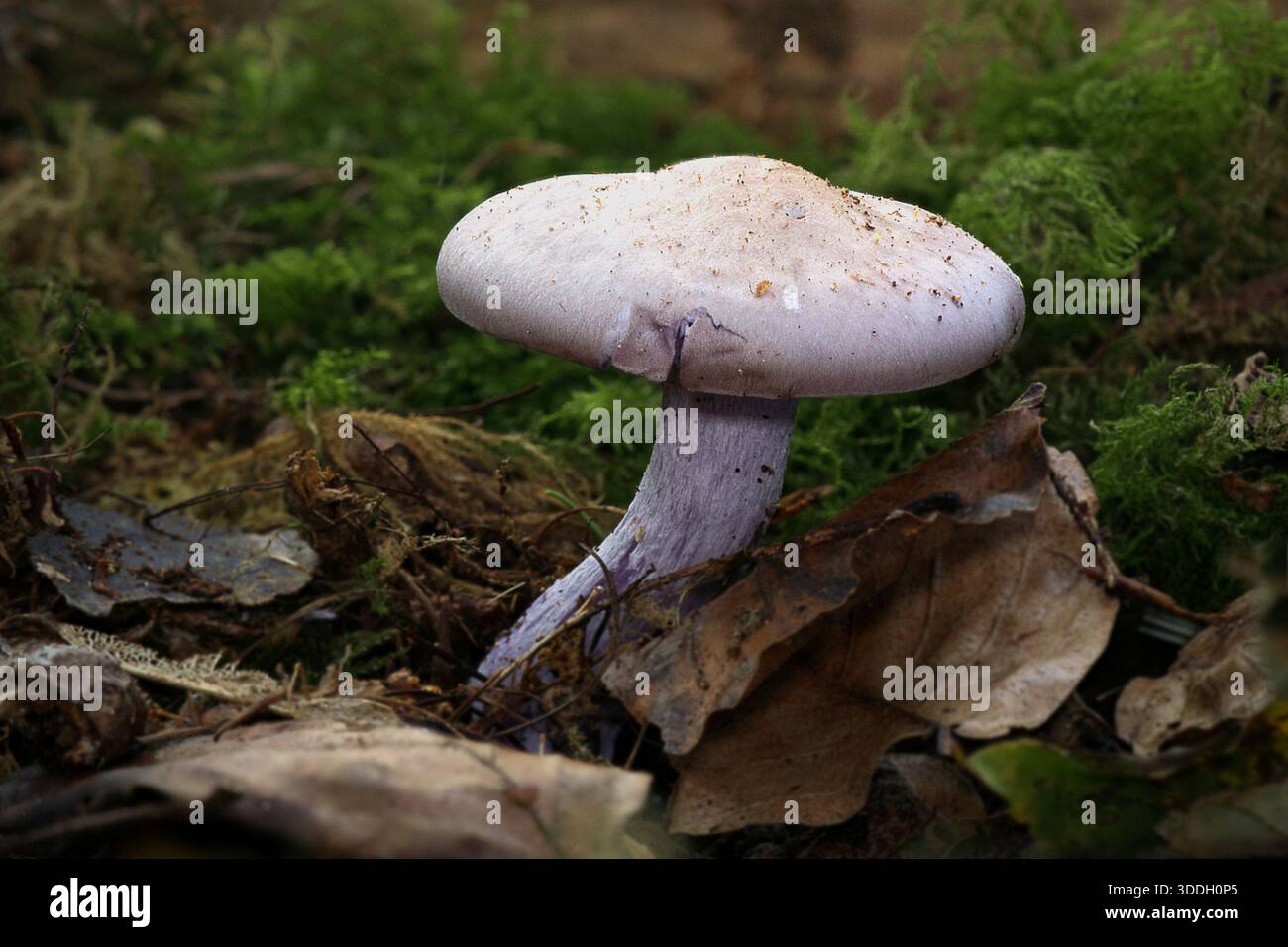 Gros plan à angle bas d'une calotte violette argentée, Cortinarius alboviolaceus, type de champignon. L'angle bas montre le sol de la forêt avec de l'espace pour la copie Banque D'Images