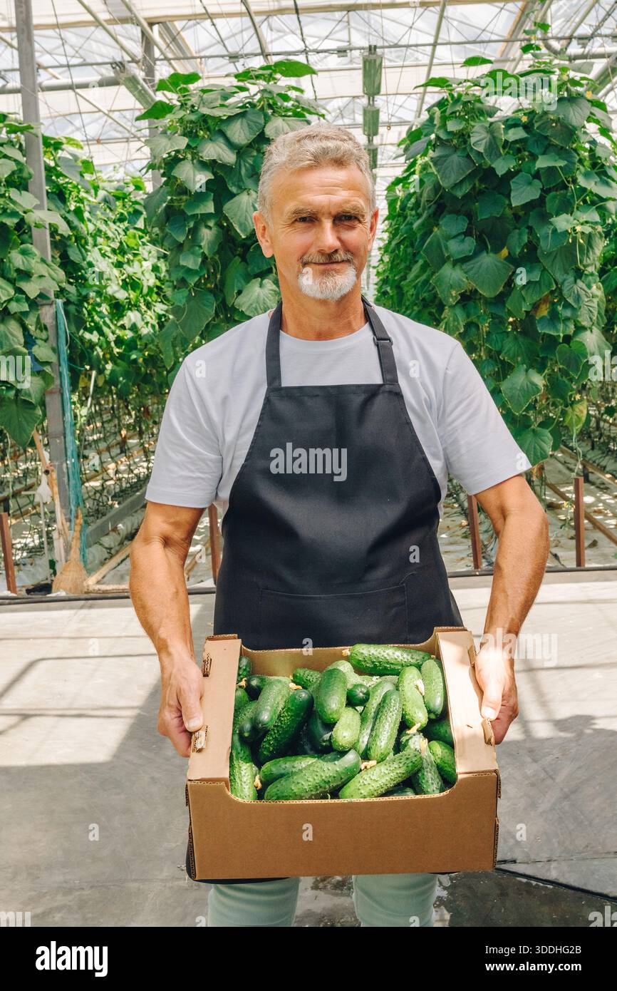 Agriculteur avec des concombres, cultivateur présente des légumes mûrs dans une serre ensoleillée, travailleur agricole expose en toute confiance une culture hydroponique durable Banque D'Images