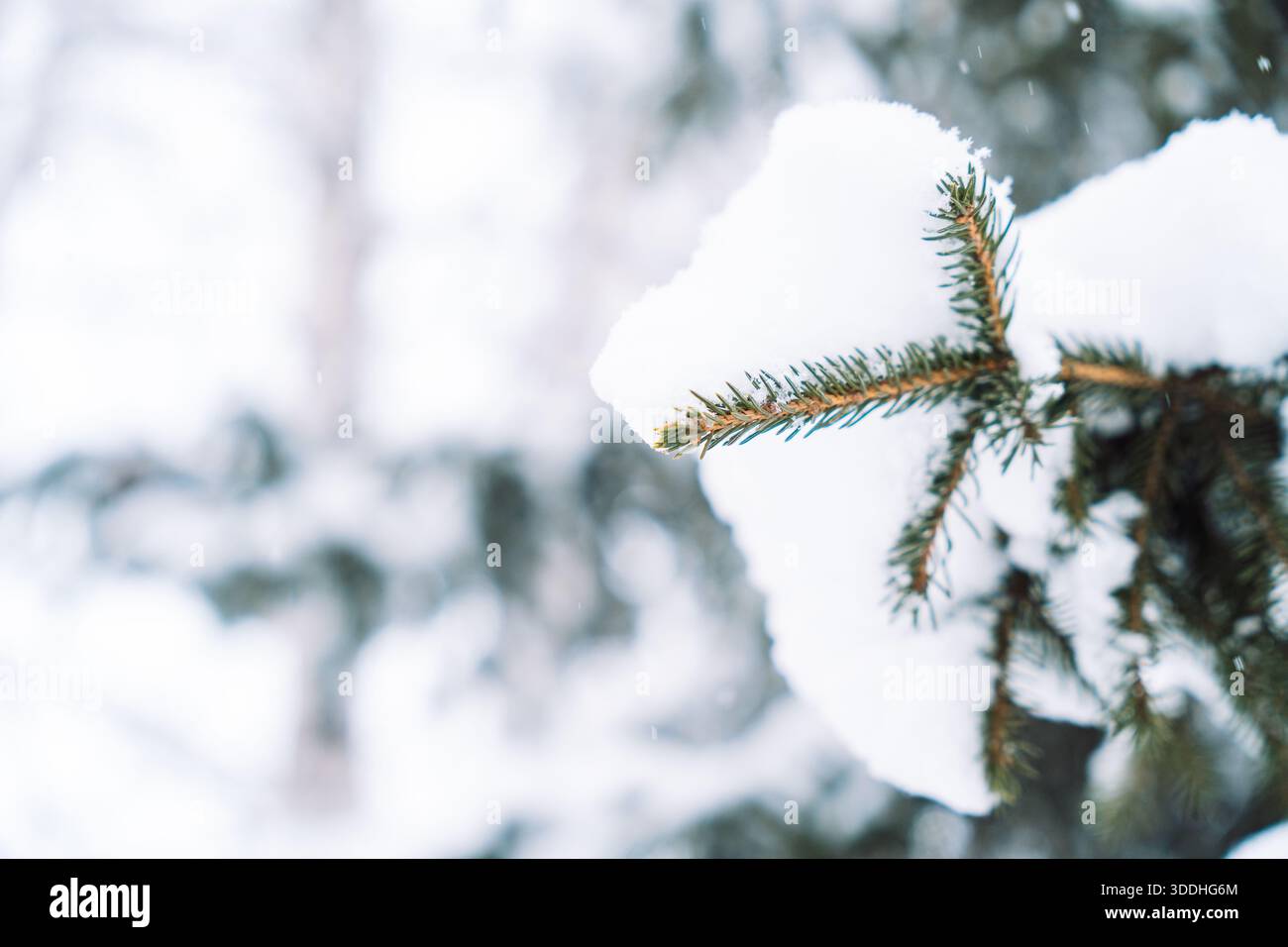 Neige sur l'extrémité de branche d'épinette avec un fond d'hiver minimal Banque D'Images