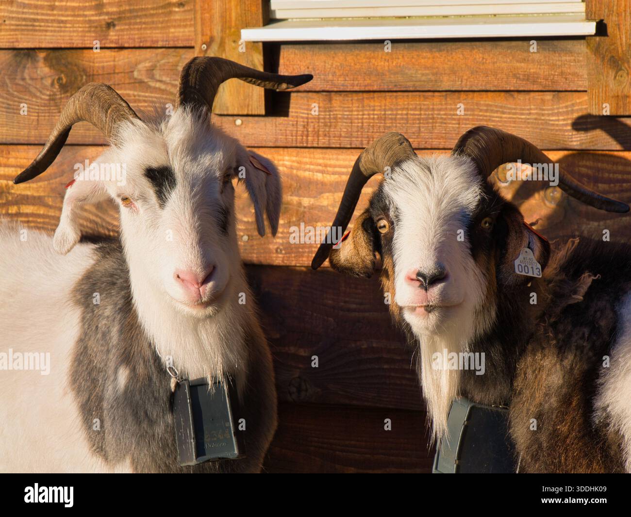 Portrait en gros plan de deux chèvres à cornes debout près d'une cabane en bois sur le mont Floyen, Bergen, Norvège, éclairées par le soleil chaud de midi. Banque D'Images