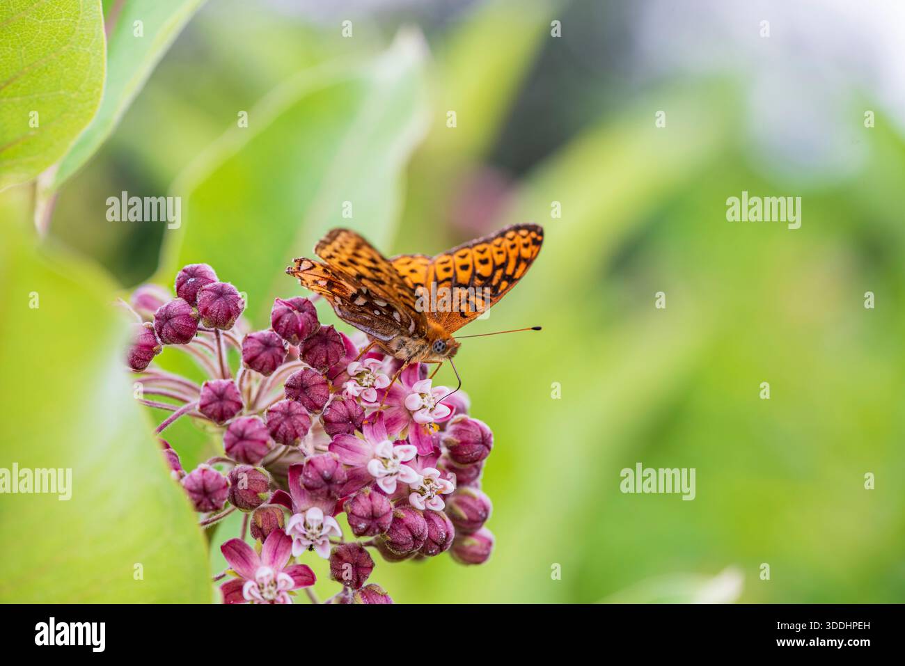 Le papillon fritillaire Aphrodite (Speyeria aphrodite) recueille le nectar d'une plante d'asclépias syriaca. Banque D'Images