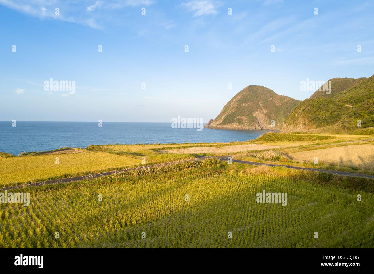 De vastes rizières s'étendent vers la mer bleue, encadrées par des collines verdoyantes et des falaises côtières escarpées sous un ciel dégagé. La lumière chaude du soleil met en valeur les textures et les contours naturels du paysage. Banque D'Images