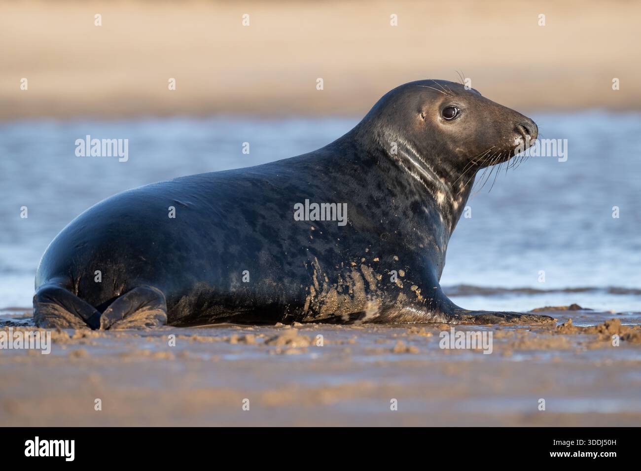 Phoque gris de l'Atlantique mâle (Halichoerus grypus) sur une plage de sable sur la côte du Lincolnshire en Angleterre Banque D'Images