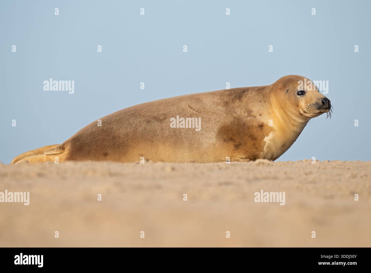 Chiot phoque gris de l'Atlantique (Halichoerus grypus) sur une plage de sable de la côte est de l'Angleterre Banque D'Images