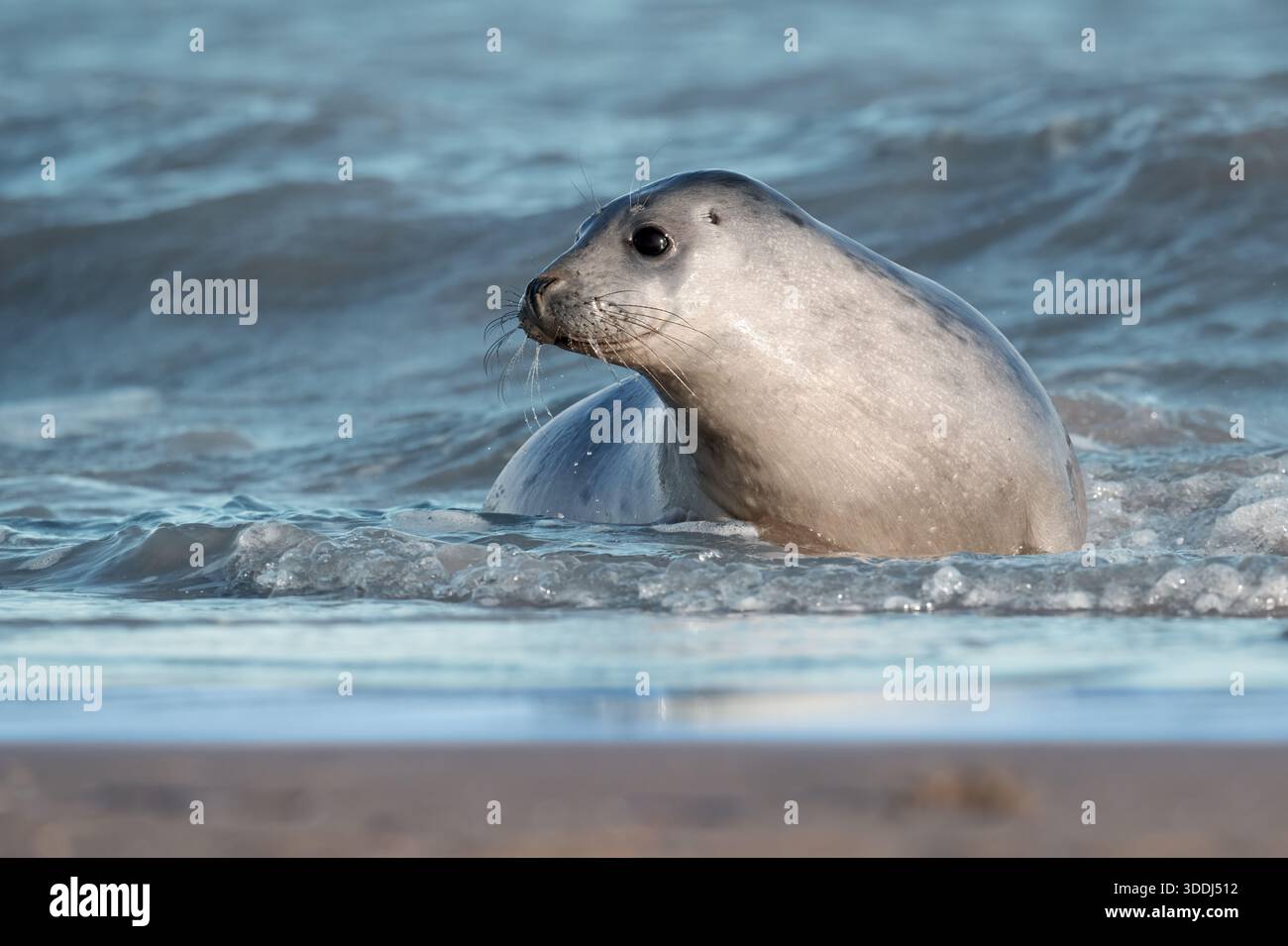 Chiot phoque gris de l'Atlantique (Halichoerus grypus) jouant au bord de la marée Banque D'Images