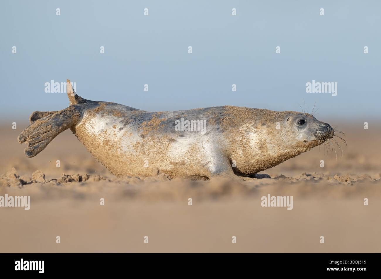 Chien ludique de phoque gris de l'Atlantique (Halichoerus grypus) sur une plage de sable sur la côte du Lincolnshire en Angleterre Banque D'Images