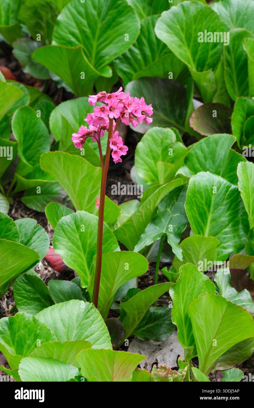 Bergenia Bressingham Ruby, oreilles d'éléphant Bressingham Ruby, fleurs en forme de cloche rose magenta sur tiges courtes Banque D'Images