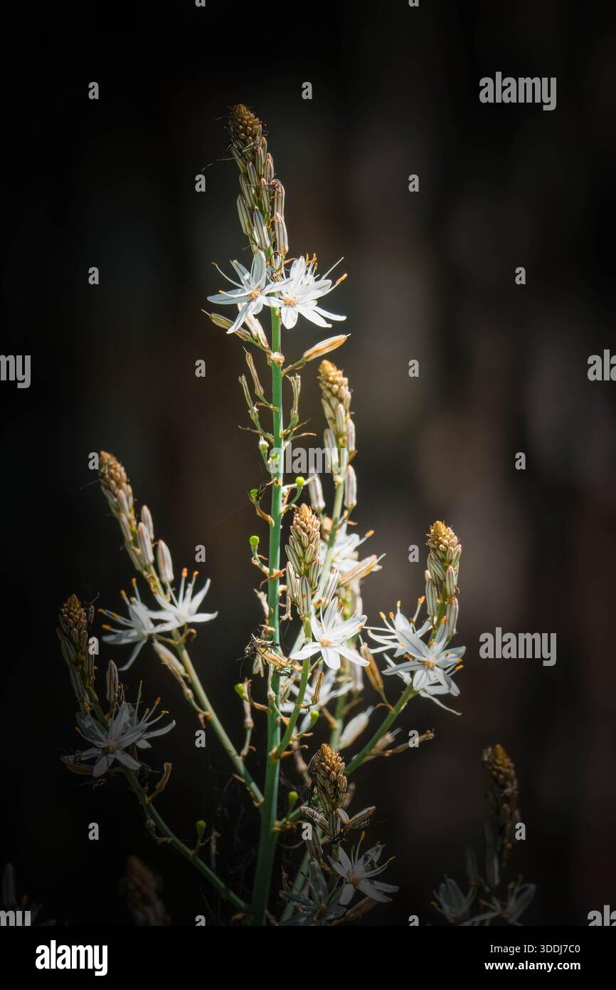 Asphodel ramifié (Asphodelus ramosus) poussant dans le parc naturel de la Sierra de Andújar, Andalousie Espagne Banque D'Images