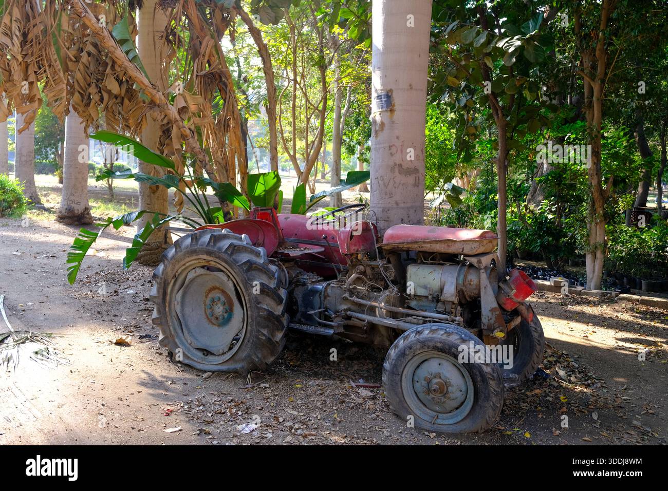 Vieux tracteur rouge garé parmi les arbres dans le jardin d'Orman, Gizeh, Egypte Banque D'Images