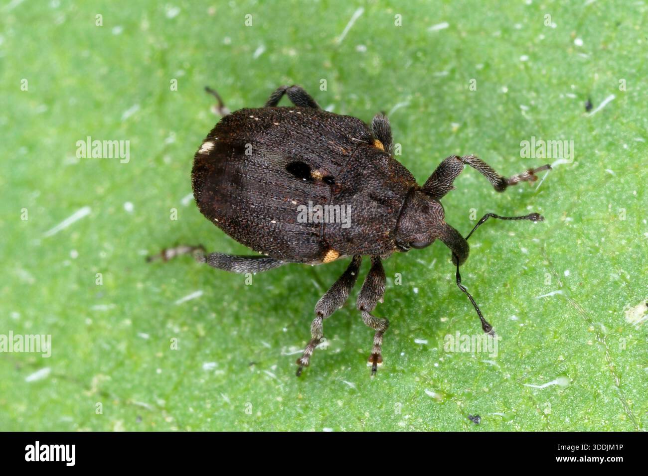 Charançon de racine de pavot, Stenocarus ruficornis sur une feuille verte. Banque D'Images