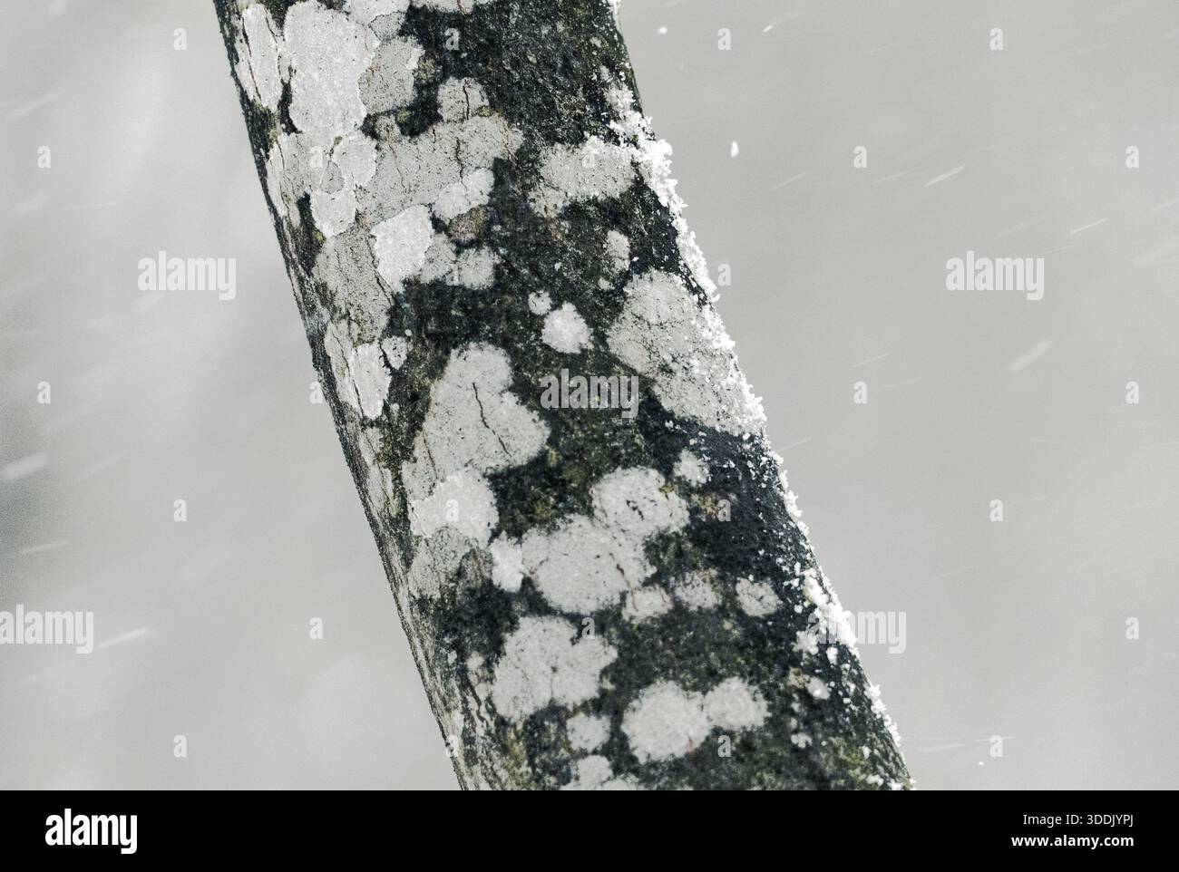 Gros plan du tronc d'arbre avec des taches de lichen pâles en hiver, Eagle's Nest Lookout, Ontario, Canada. Banque D'Images