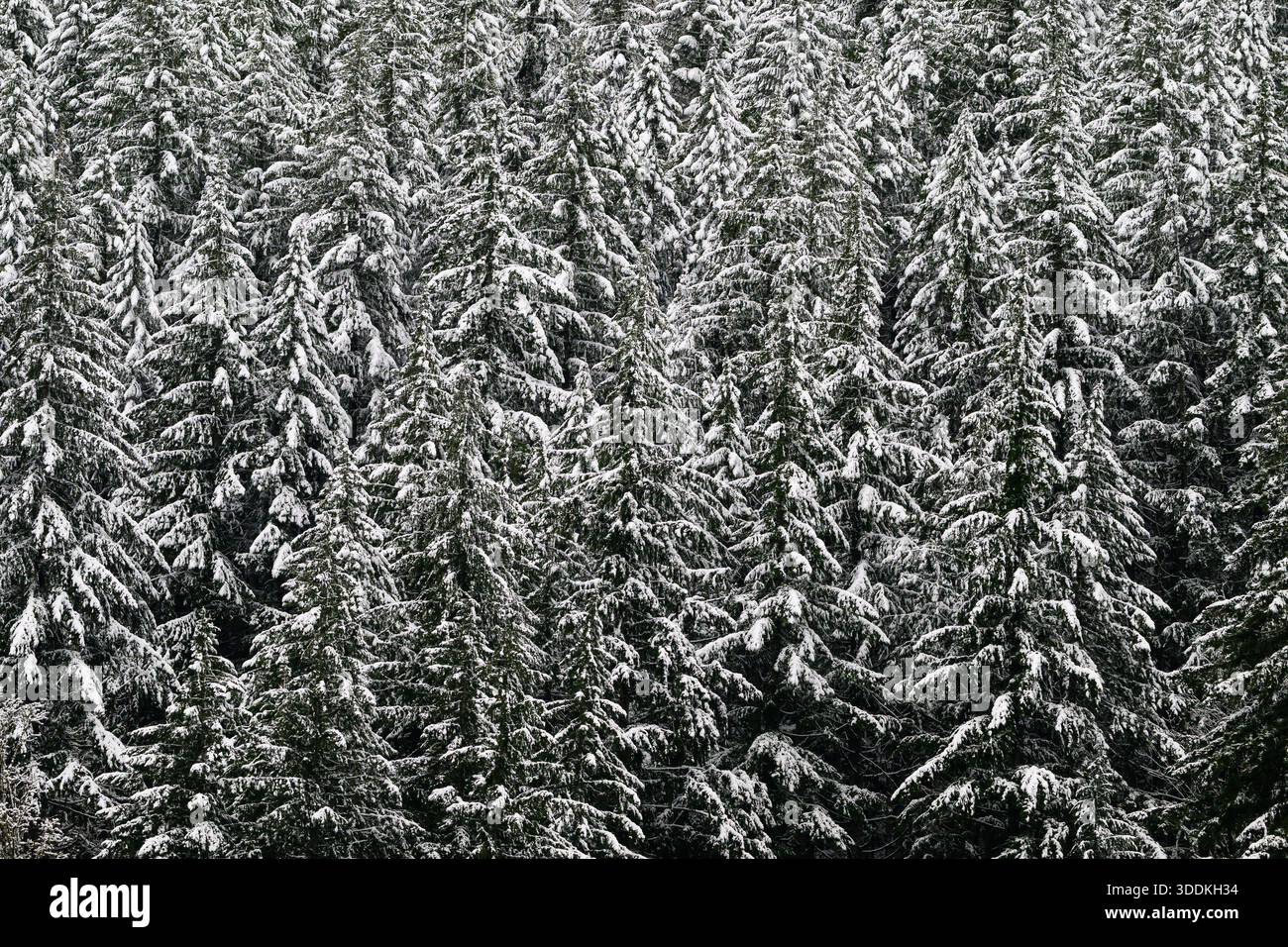 Texture de paysage de fond de branches couvertes de neige sur la forêt de sapins Banque D'Images