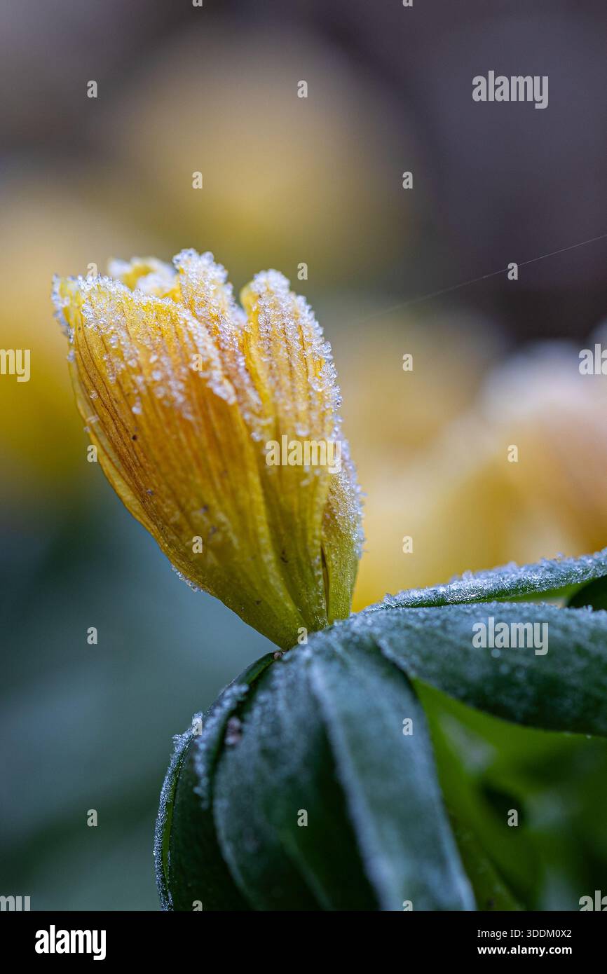 Gros plan d'une fleur d'aconite hivernale (Eranthis hyemalis) avec givre sur les pétales et les feuilles Banque D'Images