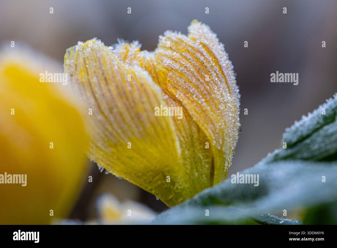 Gros plan d'une fleur d'aconite hivernale (Eranthis hyemalis) avec givre sur les pétales et les feuilles Banque D'Images