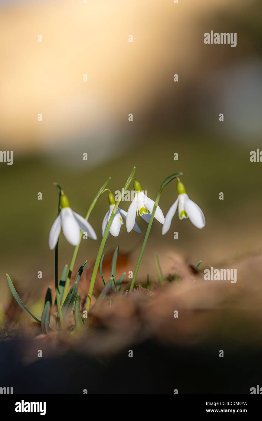 Fleurs de fleurs de snodrop (Galanthus) avec avant-plan et arrière-plan flous Banque D'Images