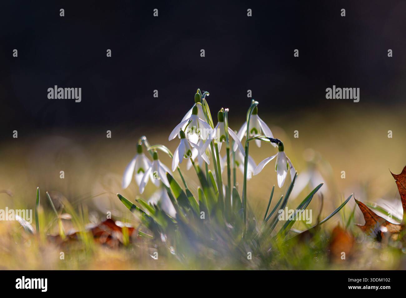 Fleurs de fleurs de snodrop (Galanthus) avec avant-plan et arrière-plan flous Banque D'Images