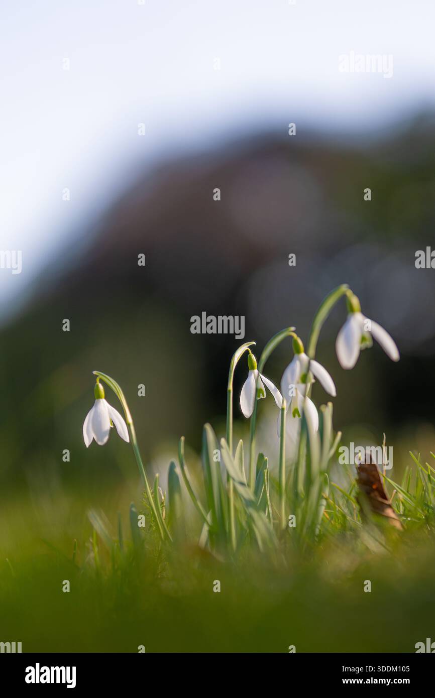 Fleurs de fleurs de snodrop (Galanthus) avec avant-plan et arrière-plan flous Banque D'Images