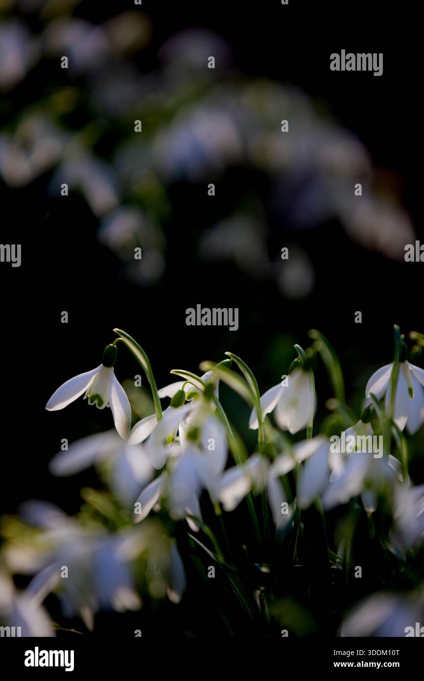 Fleurs de fleurs de snodrop (Galanthus) avec avant-plan et arrière-plan flous Banque D'Images