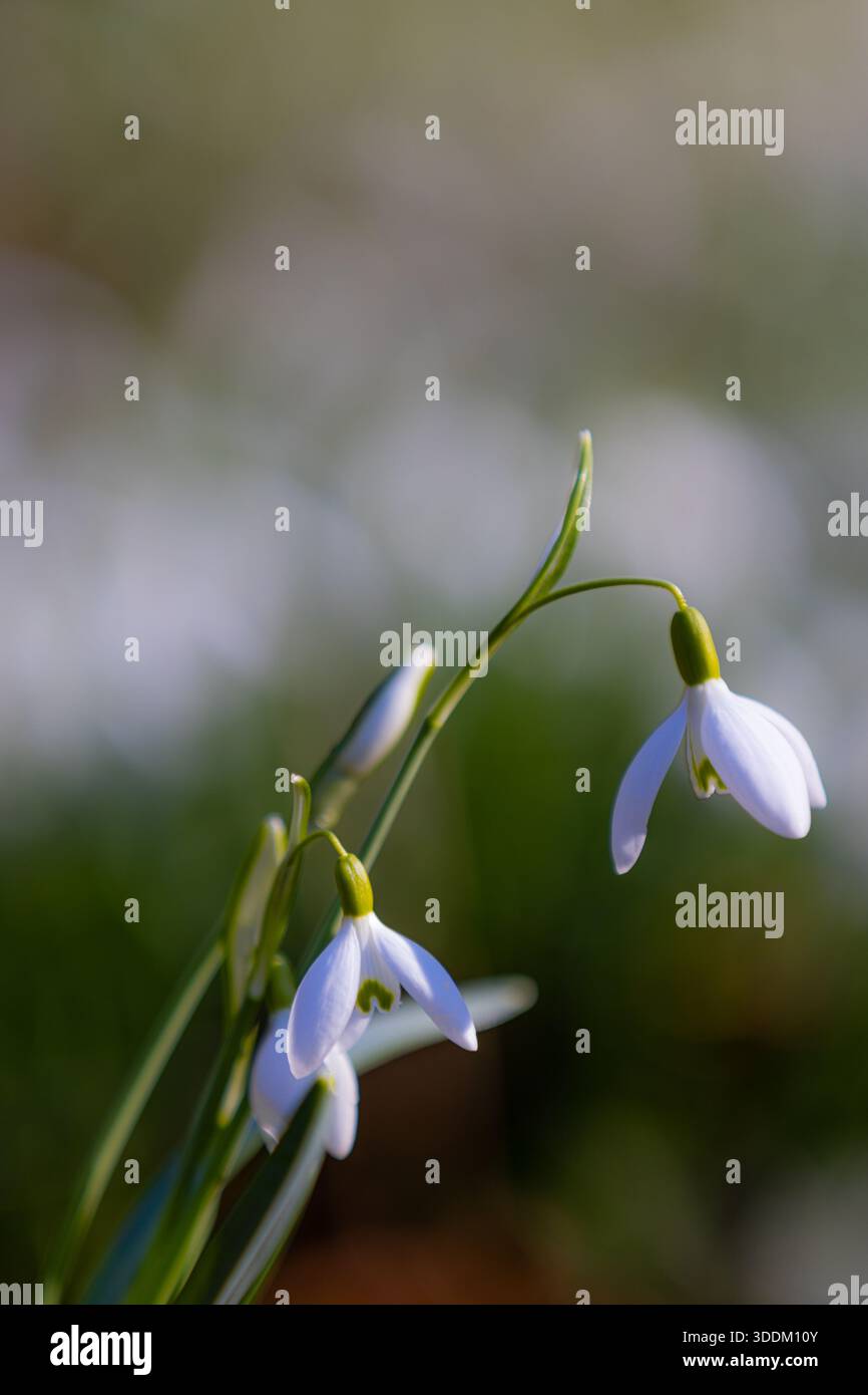 Fleurs de fleurs de snodrop (Galanthus) avec fond flou Banque D'Images