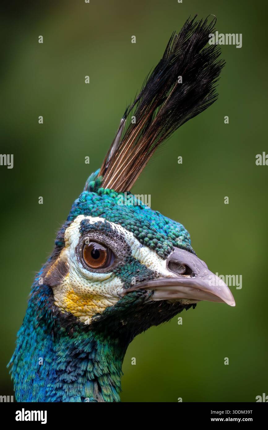 Perle verte - Pavo muticus, portrait de beau grand oiseau de sol des buissons et des bois de l'Asie du Sud-est, Vietnam. Banque D'Images