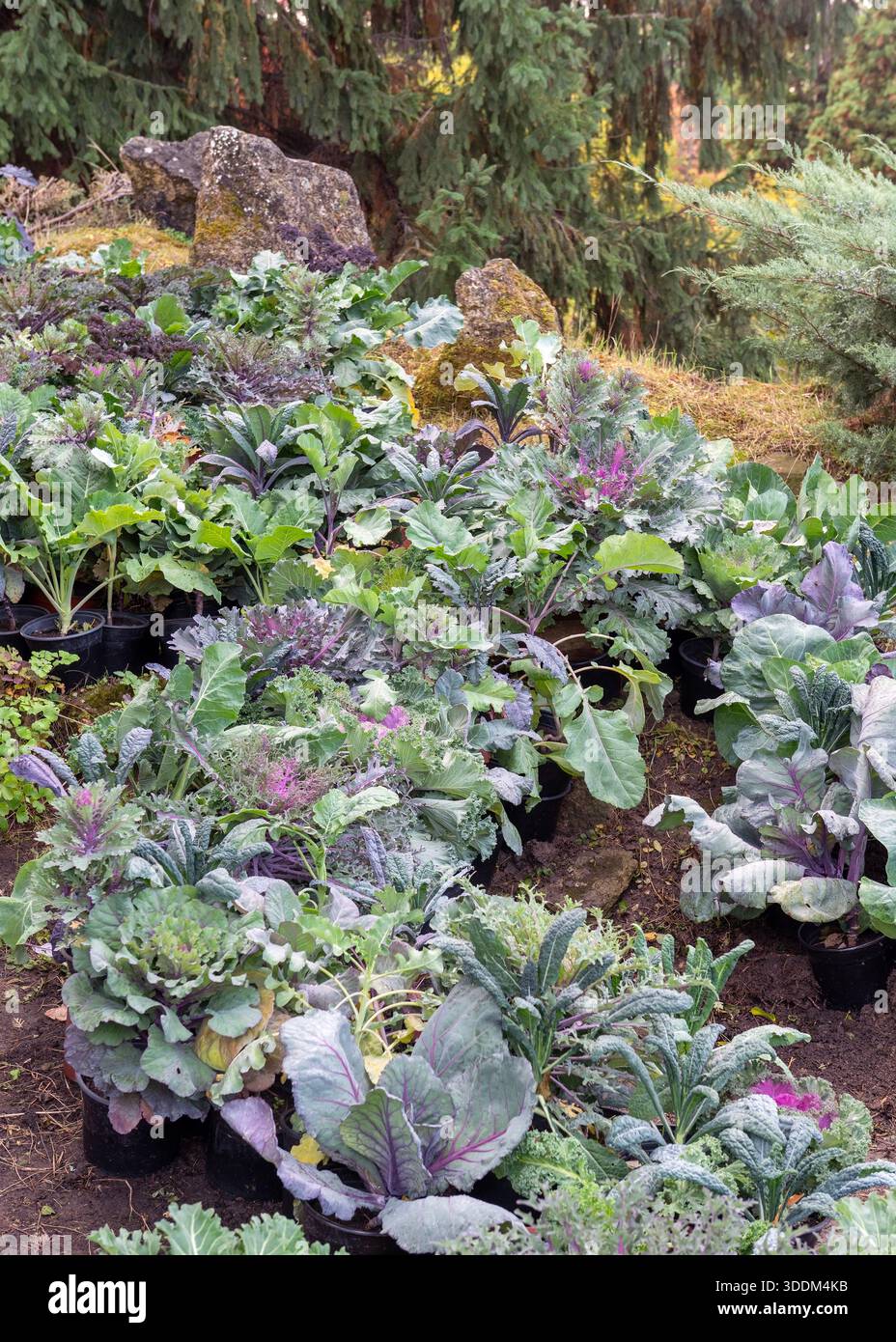 Une vue en grand angle de diverses variétés ornementales de chou et de chou frisé poussant dans des pots noirs disposés dans un paysage de jardin botanique pendant les mers d'automne Banque D'Images