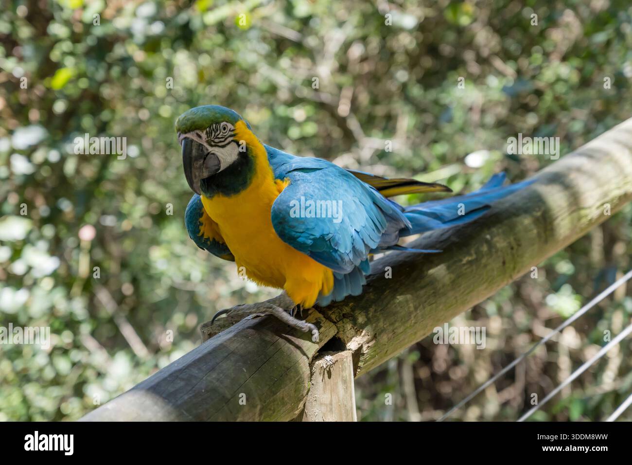 Oiseau de Macaw bleu et or sur un poteau de clôture au parc ornithologique, tiré dans une lumière printanière brillante à Plettenberg Bay, Western Cape, Afrique du Sud Banque D'Images