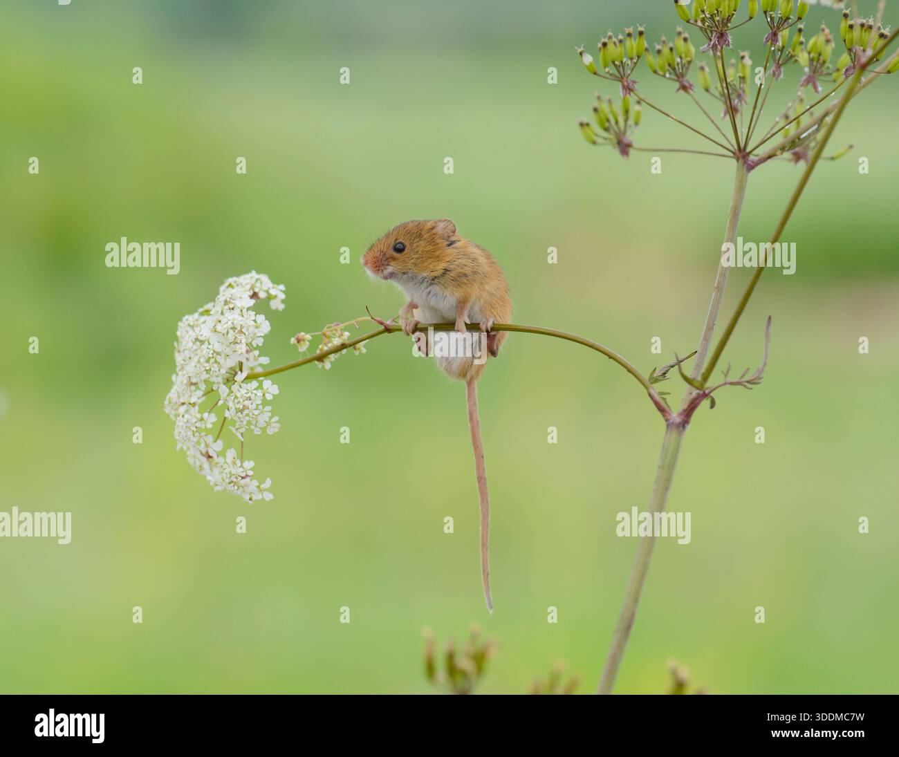 Récoltez la souris Micromys minutus, accrochée à la tige de fleur de persil de vache. Banque D'Images
