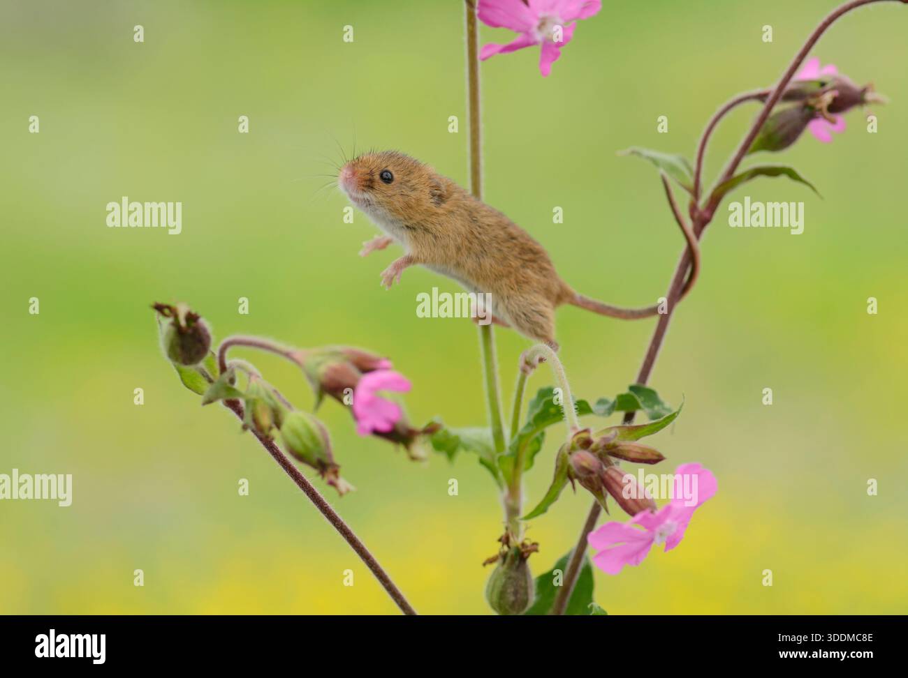 Récolter la souris Micromys minutus, grimpant la tige rouge de fleur de campion. Banque D'Images