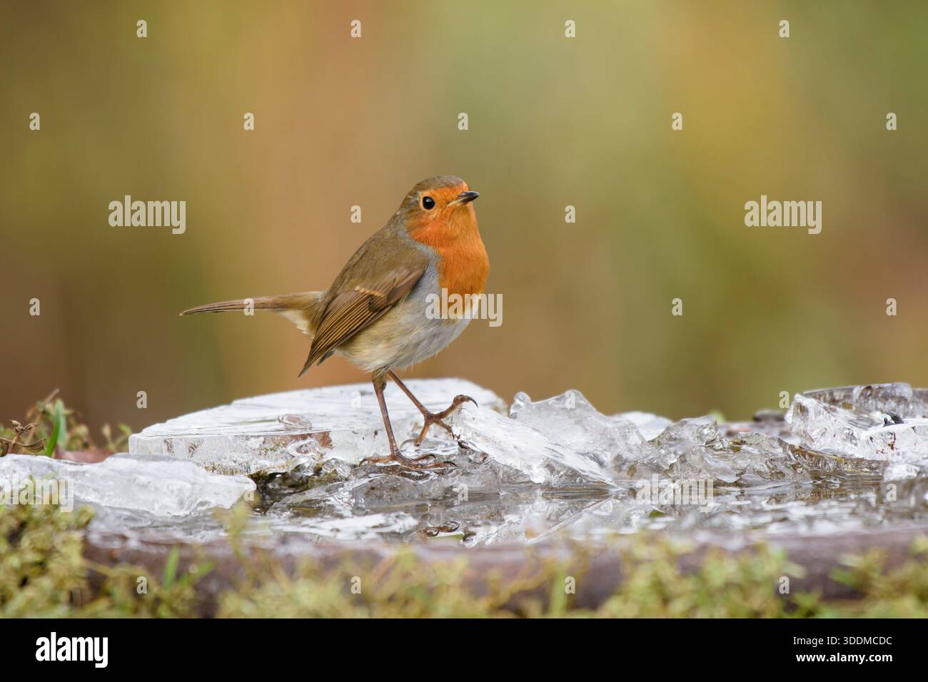 robin Erithacus rubecula européen, perché sur de la glace brisée dans un bain d'oiseaux congelé. Banque D'Images