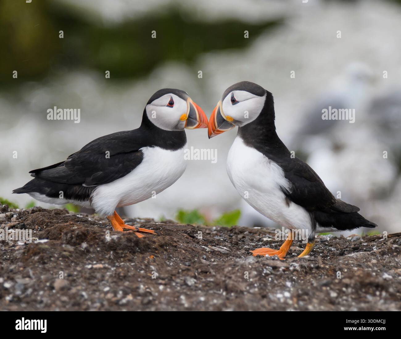 Macareux fratercula arctica, couple reproducteur, rituel de liaison. Banque D'Images