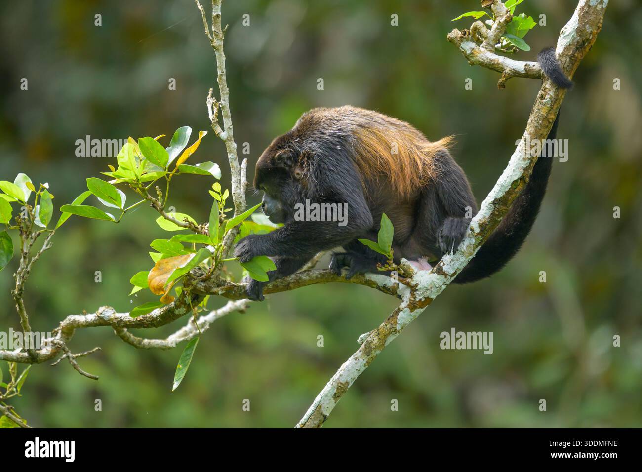 Singe Howler mantelé au Panama Banque D'Images