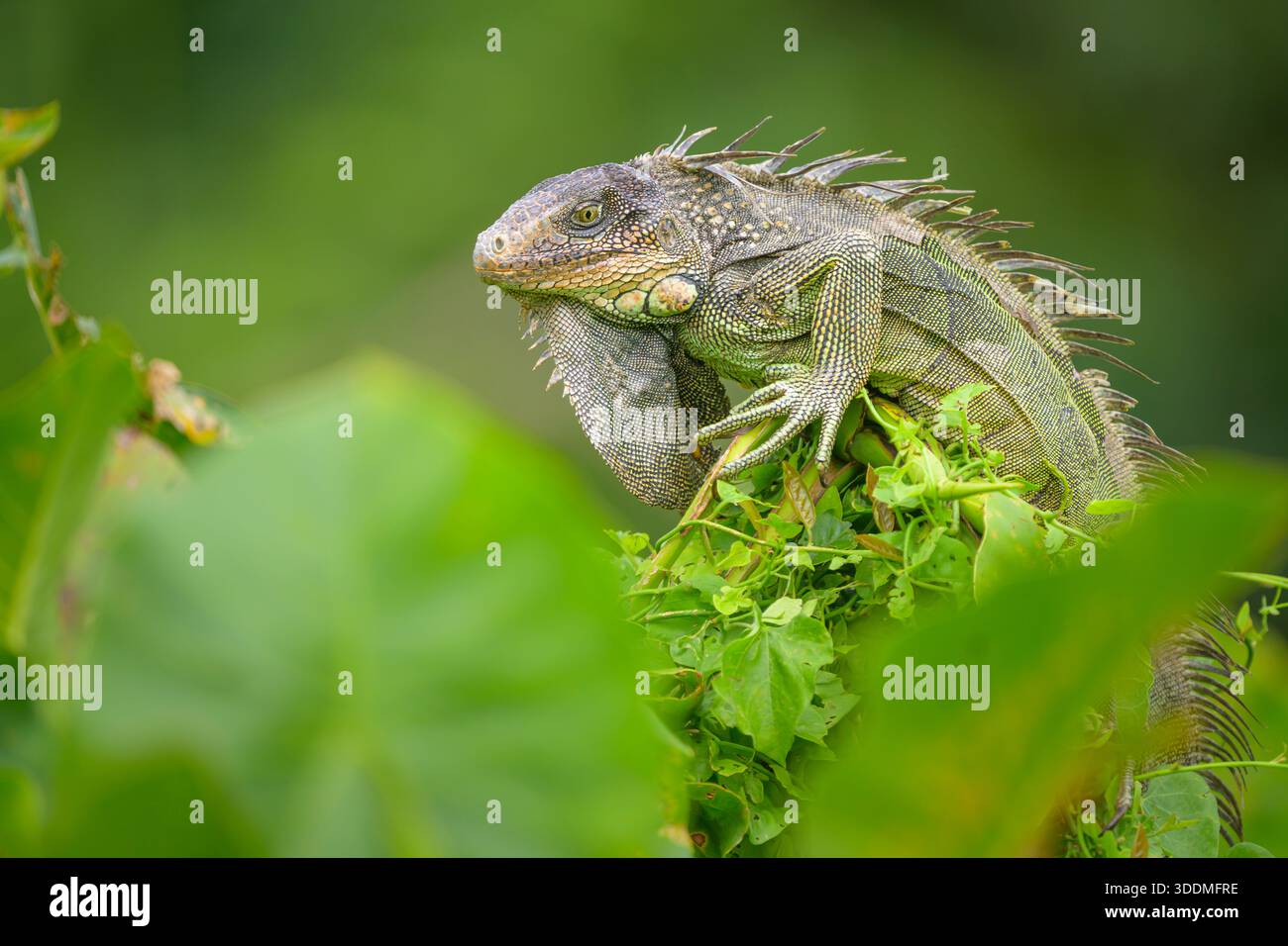 Iguana verte au canal de Panama Banque D'Images