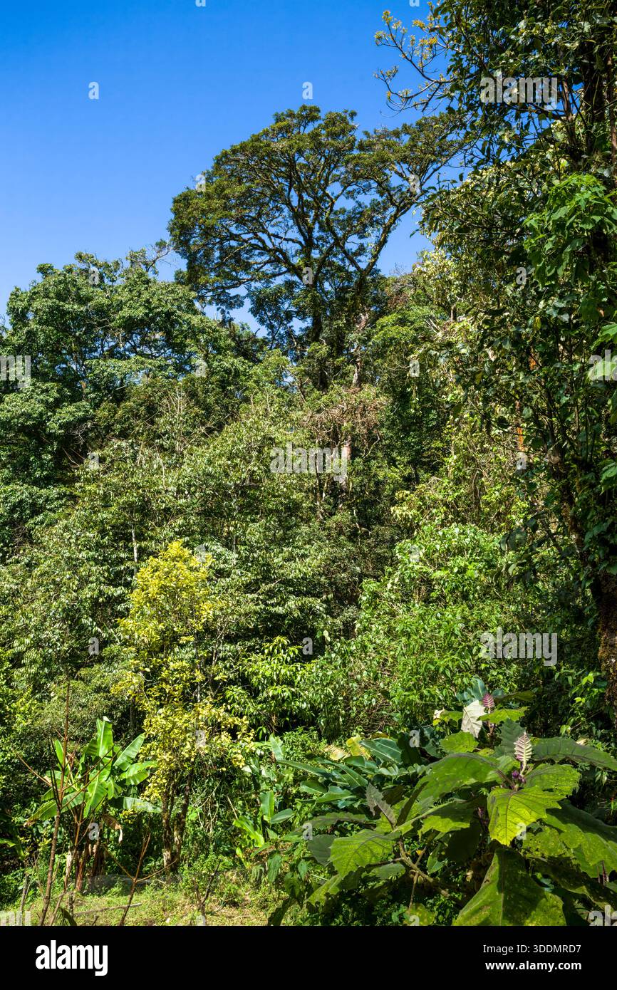 Forêt de nuages tropicaux dans le Sanctuaire écologique de Monteverde, Costa Rica. Banque D'Images