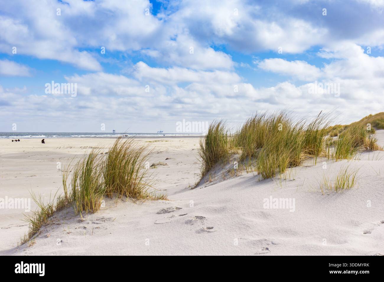Herbe sur la plage sur la côte de la mer du Nord d'Ameland, pays-Bas Banque D'Images