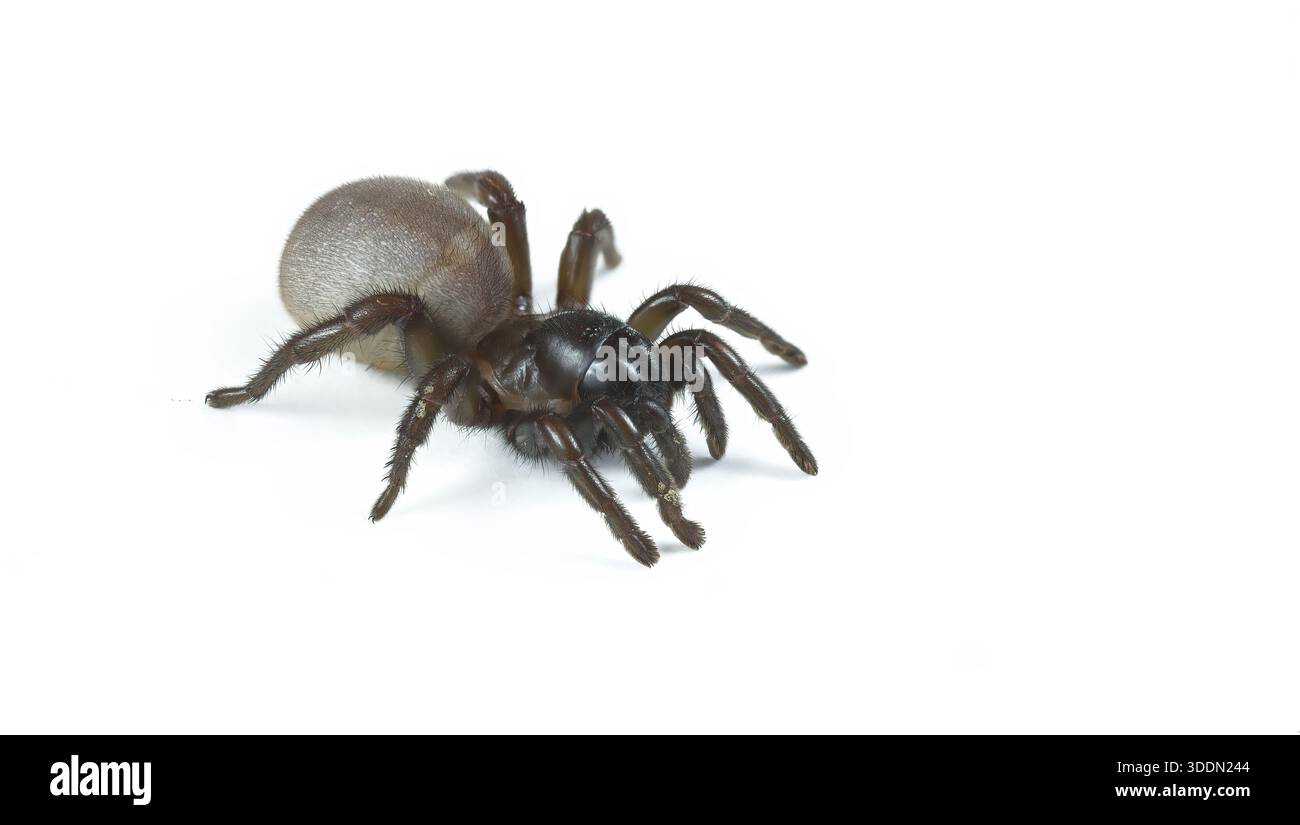 Spécimen mâle de Ctenizidae, araignée trappe photographiée en studio, isolé sur fond blanc Banque D'Images