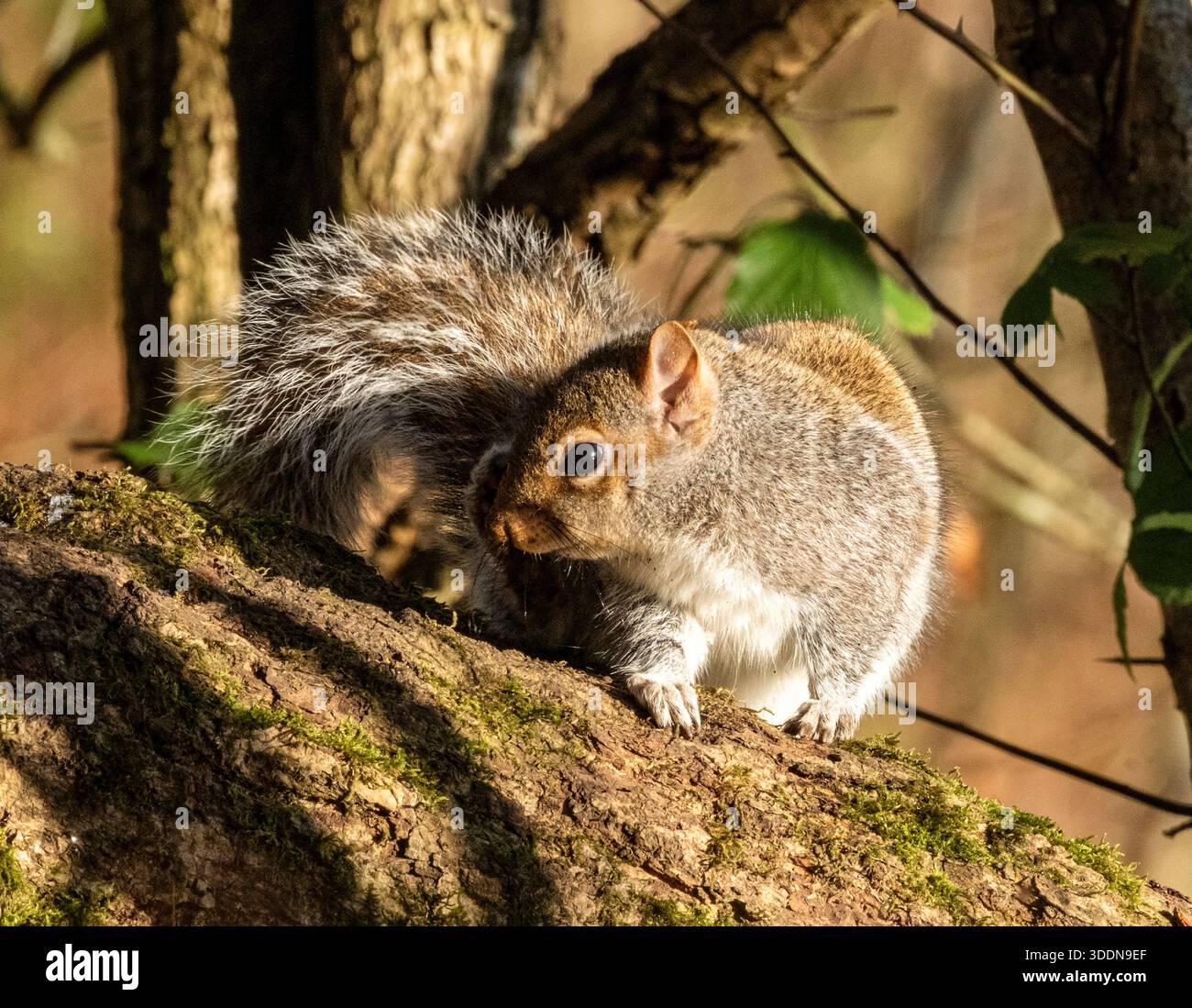 Écureuil gris (Sciurus carolinensis) sous soleil hivernal, West Lothian, Écosse. Banque D'Images
