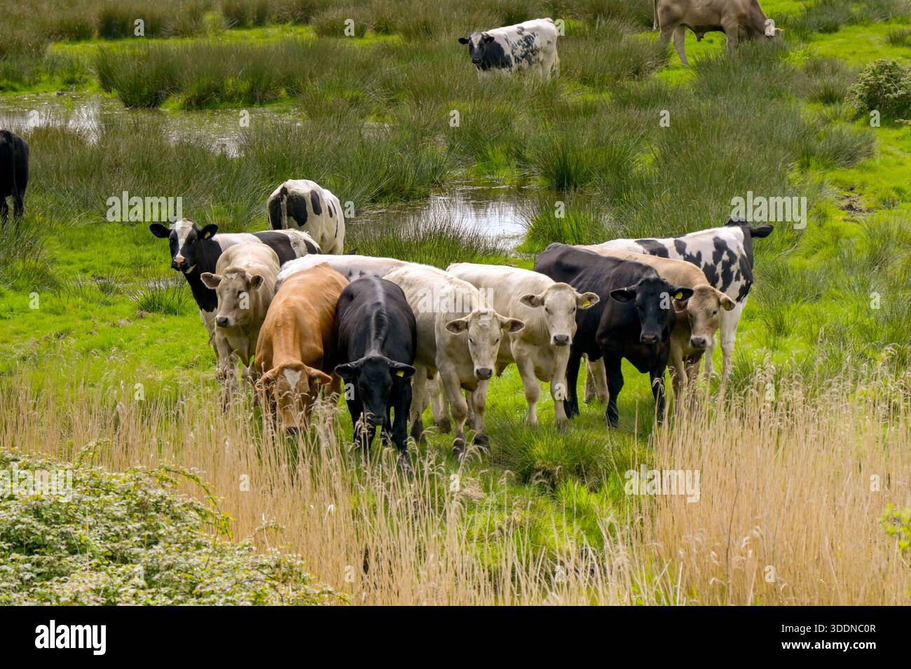 Troupeau de vaches debout sur un champ humide regardant la caméra. Banque D'Images
