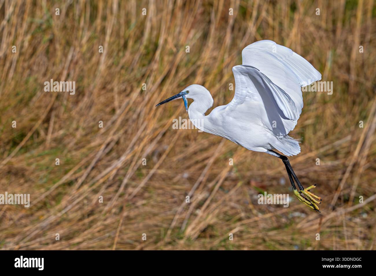 Petite aigrette (Egretta garzetta) en vol, décollant de la zone humide côtière avec des proies de poissons capturées en bec en hiver Banque D'Images