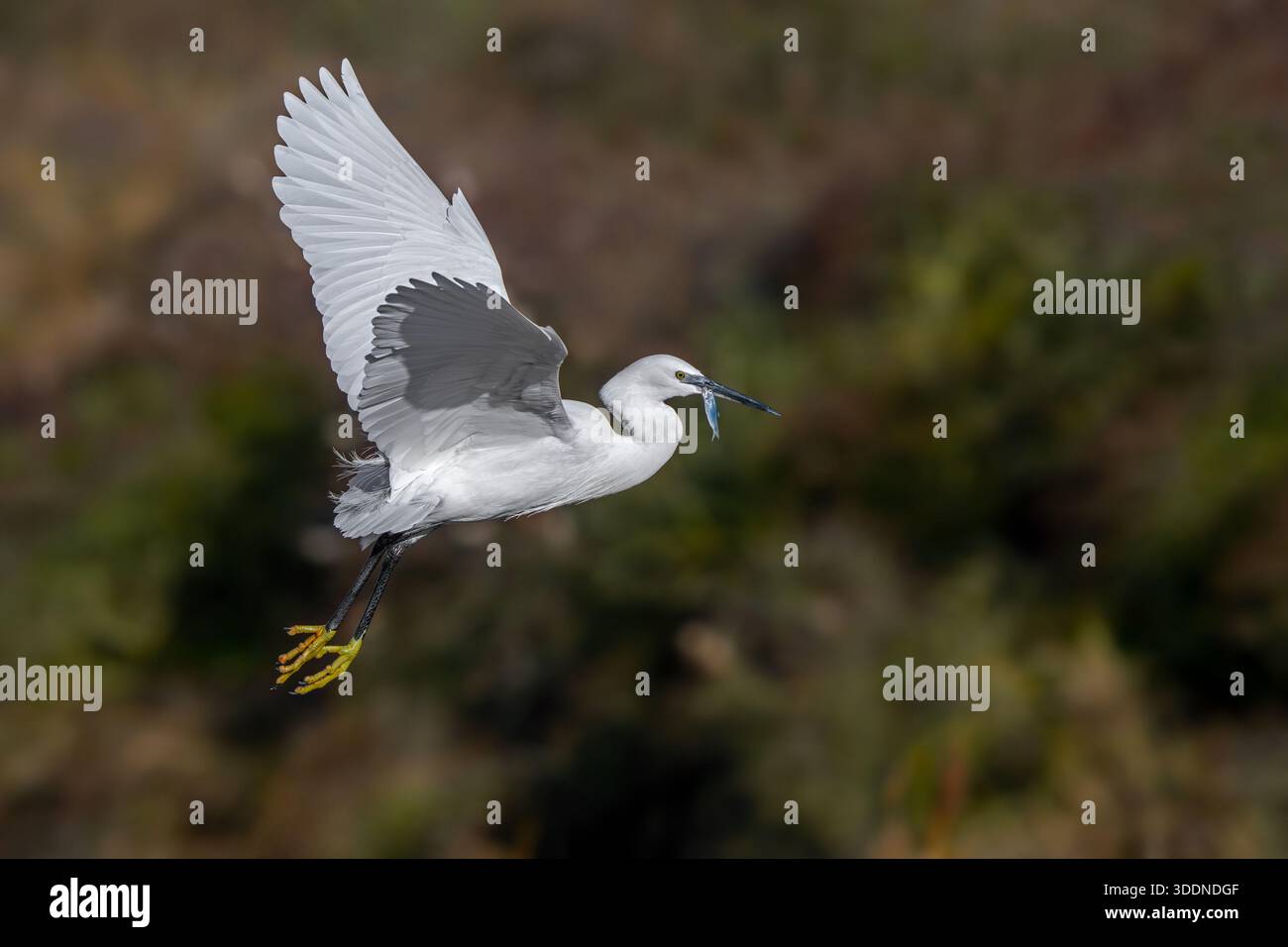 Petite aigrette (Egretta garzetta) en vol, décollant de la zone humide côtière avec des proies de poissons capturées en bec en hiver Banque D'Images