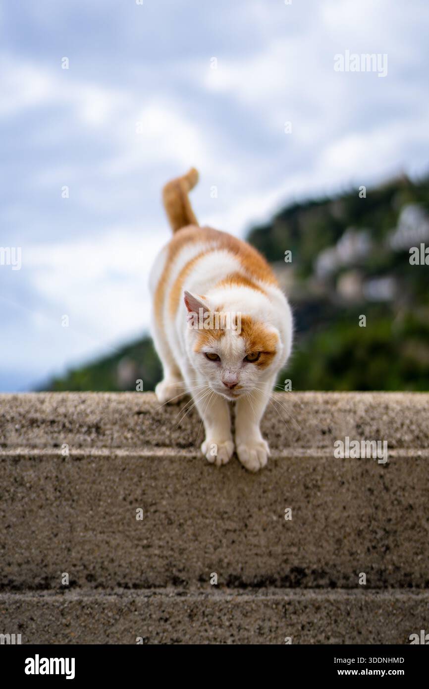 Un chat avec une seule oreille perchée sur un mur à l'extérieur Banque D'Images