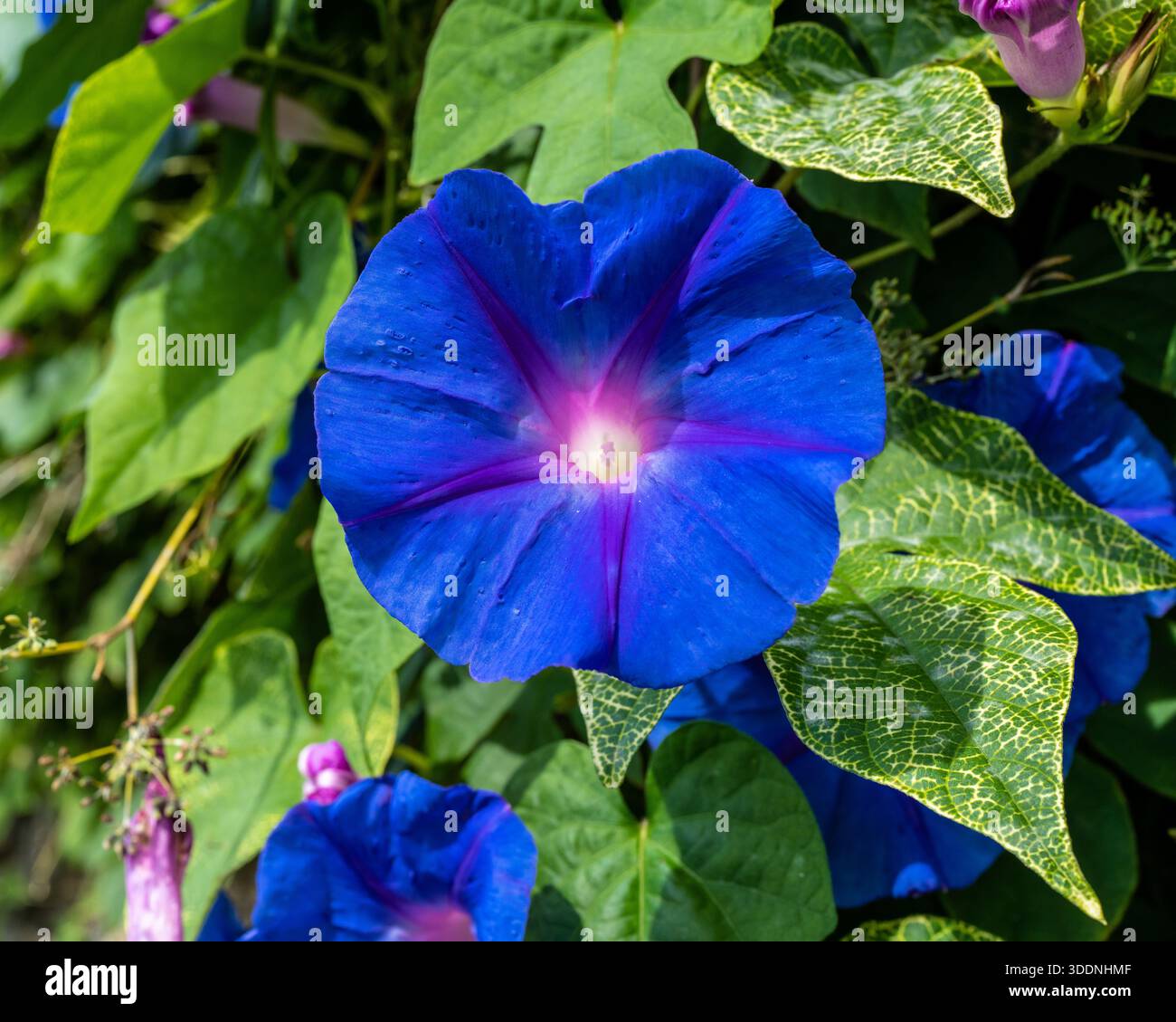 Une fleur violette sur une vigne près d'un sentier sur la côte amalfitaine de l'Italie Banque D'Images
