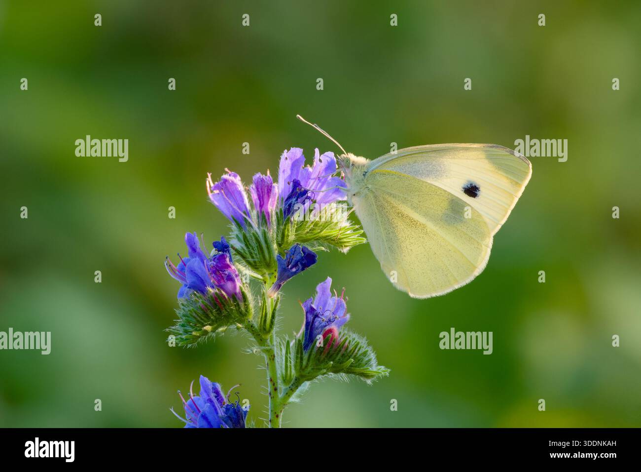 Petit papillon blanc sur fleur sauvage violette Banque D'Images