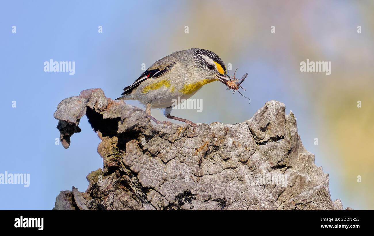 Oiseau pardalote jaune strié (Pardalotus striatus ornatus) avec un insecte invertébré dans son bec au sommet d'une bûche à la lumière du matin, Victoria Banque D'Images