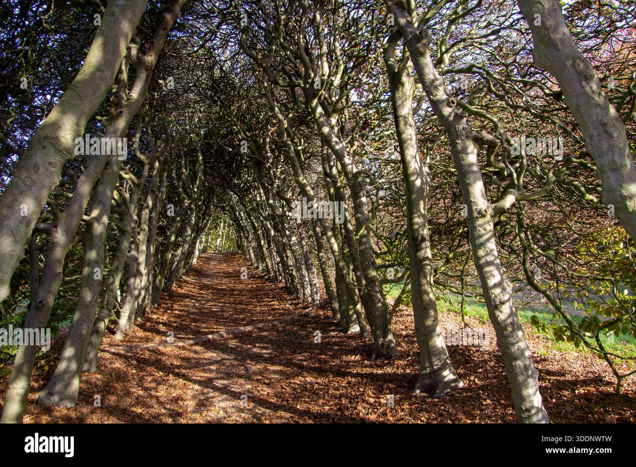 Clôture faite maison de branches de brindilles et d'arbres. Bonne idée de créer de l'intimité et un abri pour animaux aussi bien. Banque D'Images