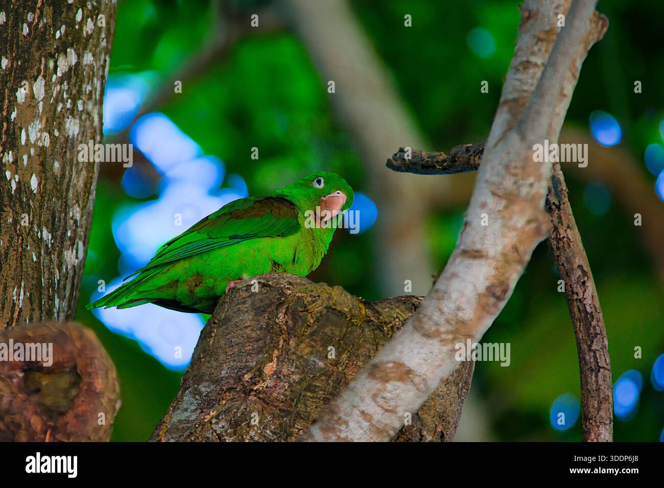 Une perruche verte vibrante perchée sur une souche d'arbre texturée dans une forêt tropicale. Le gros plan présente un magnifique arrière-plan bokeh dans les nuances Banque D'Images