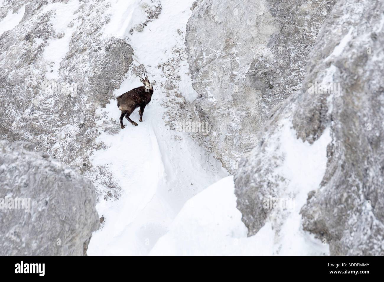 Chamois alpin sur montagne enneigée, portrait d'art dans les Alpes sauvages (Rupicapra rupicapra) Banque D'Images