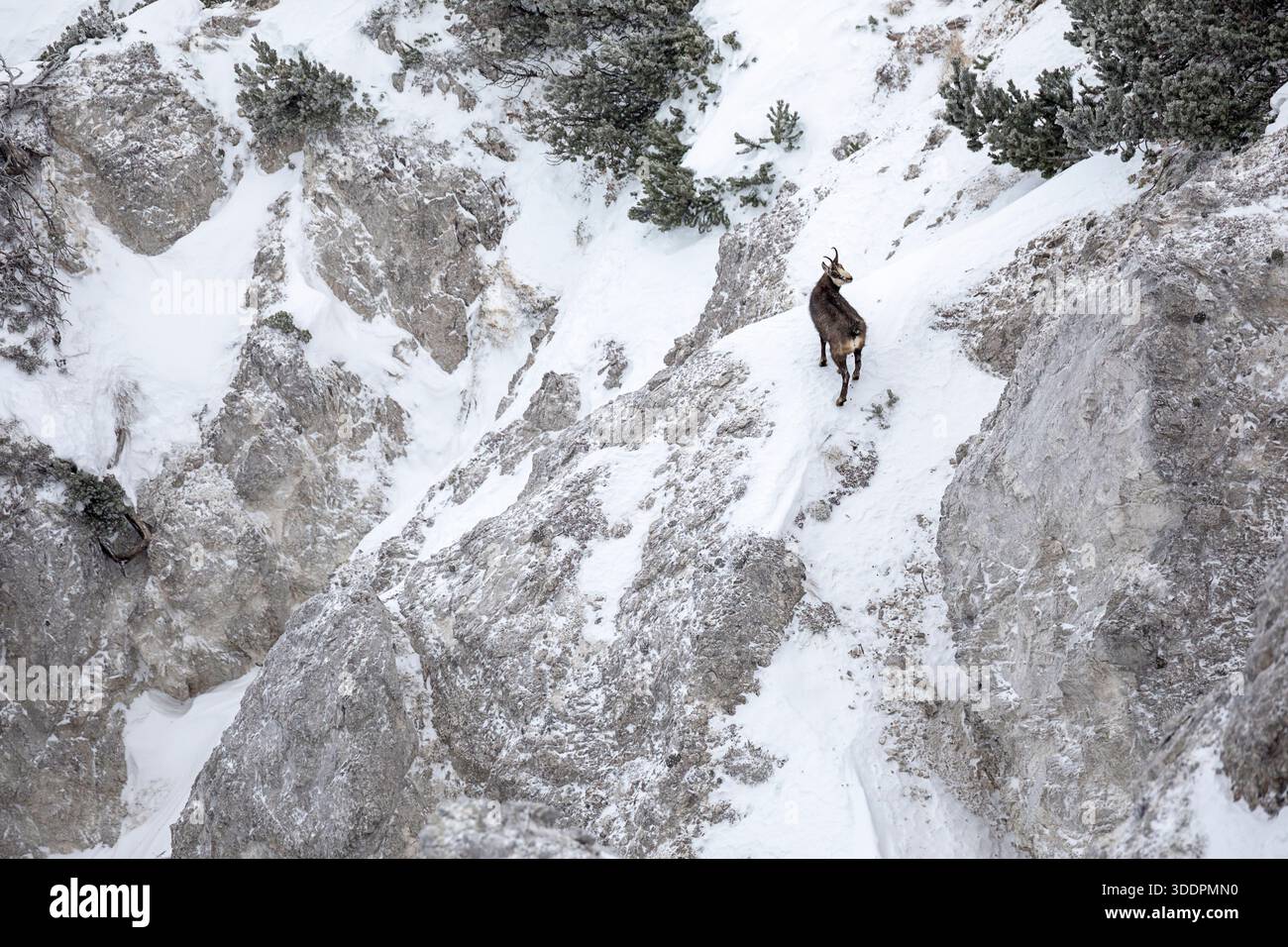 Chamois alpin sur montagne enneigée, portrait d'art dans les Alpes sauvages (Rupicapra rupicapra) Banque D'Images
