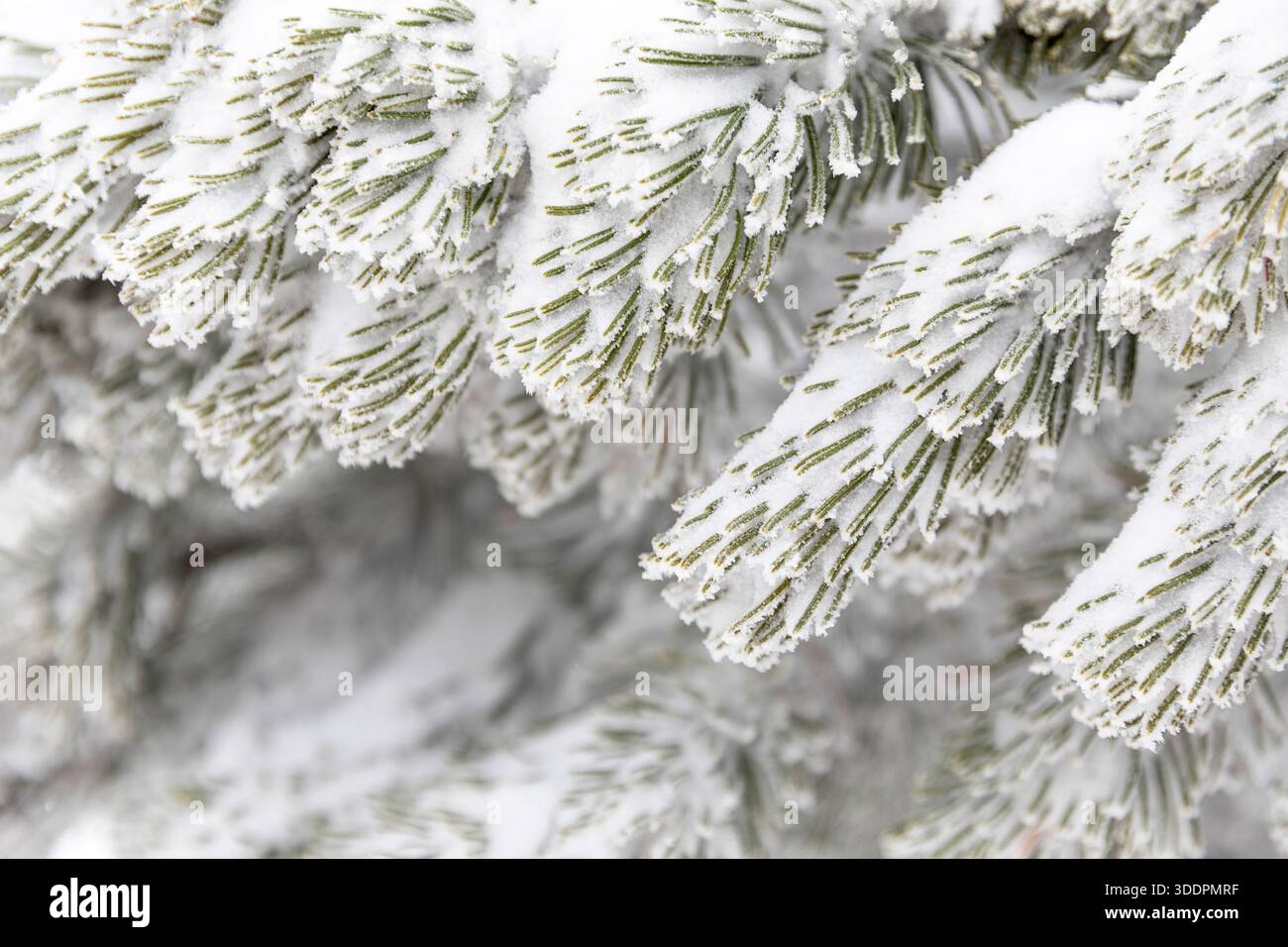 Arrière-plan de branches d'arbre glacé de pin avec du gel, Une branche de pin couverte de neige blanche, gros plan. Aiguilles de pin congelées Banque D'Images